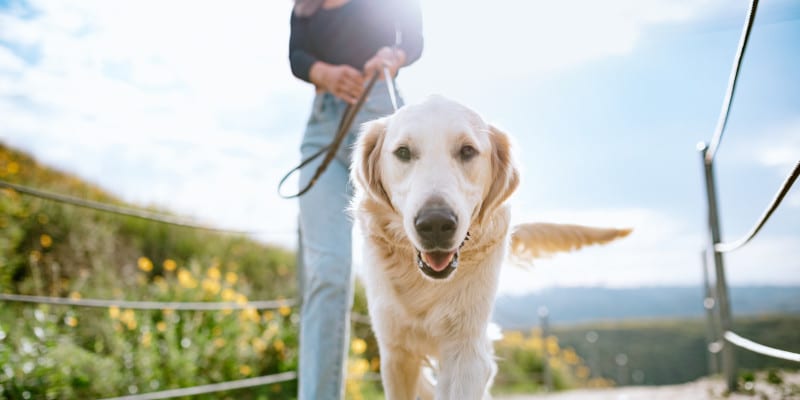 Why You Need to Hire a Dog Walker